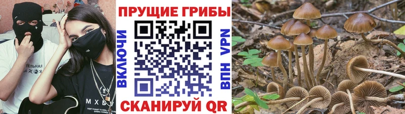 Галлюциногенные грибы Psilocybine cubensis мега ССЫЛКА Покровск хочу наркоту